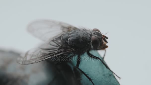 비행 집 파리 곤충 매크로 — 비디오