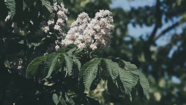 Castanheira. Castanha em flor. Balançando ramos Inflorescência castanha em câmera lenta . — Vídeo de Stock