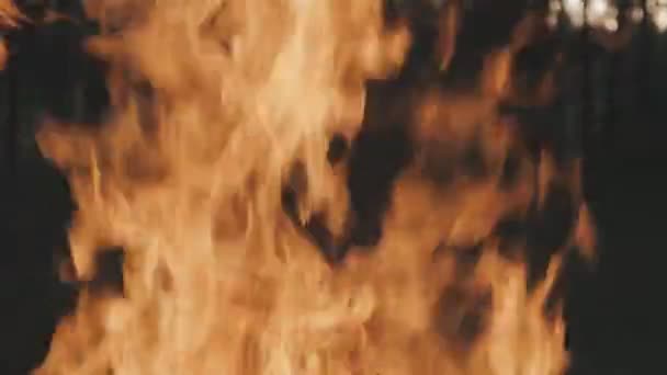 Close up of Burning Fire. Fire background, fire burning in fireplace in slow motion — Stock Video