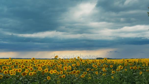 Un hermoso campo de girasoles sobre el telón de fondo de un cielo tormentoso. Período de tiempo . — Vídeo de stock