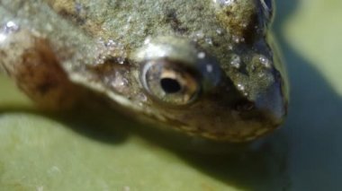 Kurbağa, Lilly Pad. Kurbağa vurdu Lilly pad makro üzerinde kapatın