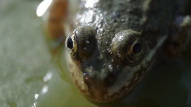 Kurbağa, Lilly Pad. Kurbağa vurdu Lilly pad makro üzerinde kapatın