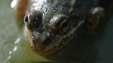 Zambak yaprak üzerinde oturan kafa yeşil nehir havuzu kurbağa makro