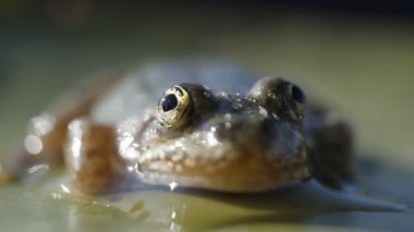 Zambak yaprak üzerinde oturan kafa yeşil nehir havuzu kurbağa makro