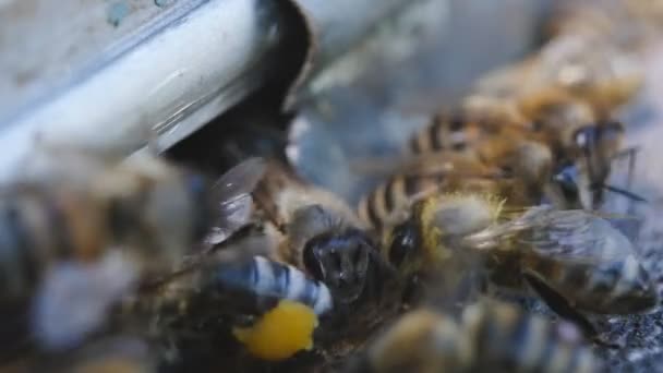 Las abejas vuelan de la colmena. Las abejas entran y salen de la colmena. Macro tiro . — Vídeos de Stock
