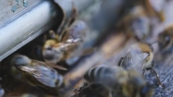 Las abejas vuelan de la colmena. Las abejas entran y salen de la colmena. Macro tiro . — Vídeo de stock