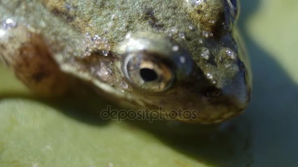 Frosch, Fliegenkissen. Nahaufnahme Frosch auf einem Lilienkissen Makroaufnahme — Stockvideo