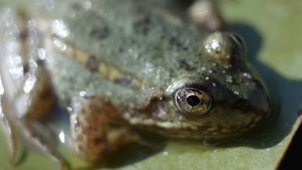 Head Green river Pool frog sitting on lily leaf, macro — Stock Video