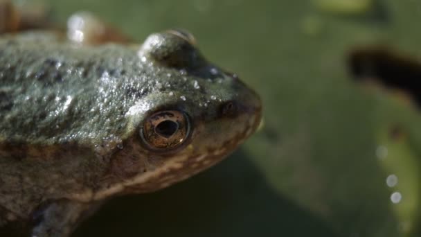 Kikker, Lilly Pad. Frog op een schot Lilly pad-macro close-up — Stockvideo