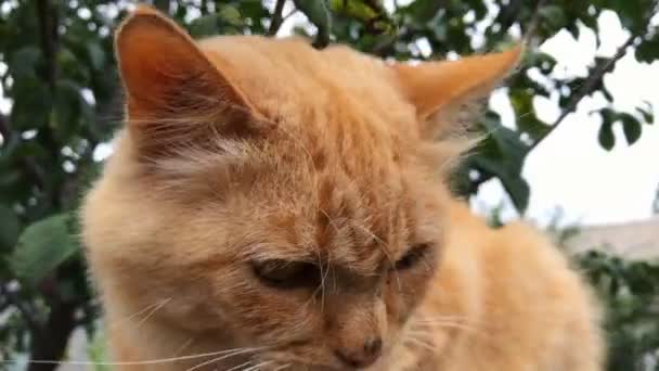 Close-up van een schattige rode kat op een hek in de tuin. De kat is actief snuiven iets. — Stockvideo