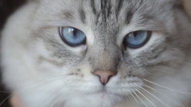 Mavi gözlü güzel bir ev Gri kedi close-up. ağır çekimde