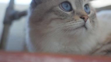 Ağır çekimde mavi gözlü çekici bir gri kedi Close-Up