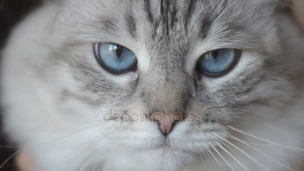 Gros Plan Dun Beau Chat Domestique Gris Aux Yeux Bleus En Slow Motion