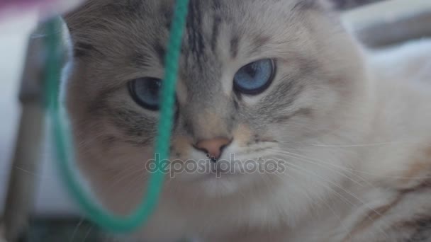 Nahaufnahme einer charmanten grauen Katze mit blauen Augen in Zeitlupe