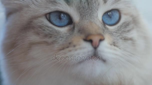 Primo piano di un bellissimo gatto grigio domestico con gli occhi azzurri. al rallentatore — Video Stock