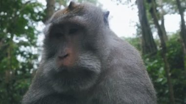 Al yanaklı maymun ağır çekimde etrafa yakın çekim