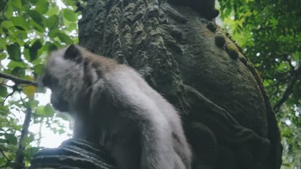 Close-up van rhesus monkey runs in slow motion — Stockvideo