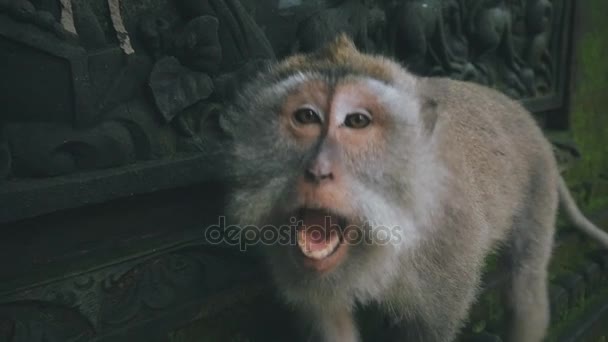 Gros plan d'un singe rhésus agressif attaquant la caméra au ralenti — Video