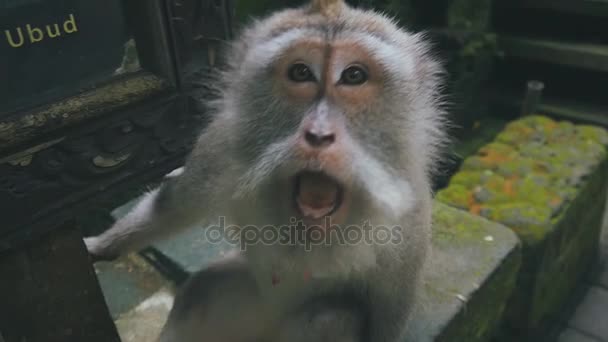 Primo piano di una scimmia rhesus aggressiva che attacca la fotocamera al rallentatore — Video Stock