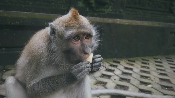 Close-up van rhesus aap houden van voedsel en het eten — Stockvideo