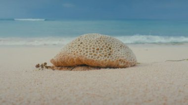 Ölü taşlı mercan parça grenli kum plajı üzerinde kıyıya dalga okyanus yıkar.