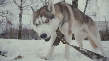 bir kemik ağır çekimde kış yeme karda Husky köpek