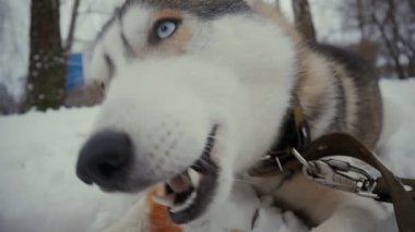 Husky köpek üstünde kar kış ağır çekimde bir kemik yeme kapatmak