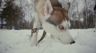 güzel genç kadın ile bir köpek bir karlı kış parkta oynarken