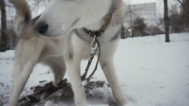 Husky köpek kış karla kaplı bir parkta bir delik kazılar