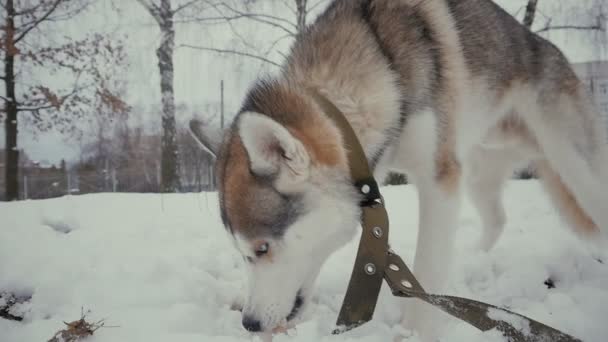 Perro husky en la nieve comiendo un hueso en cámara lenta en invierno — Vídeo de stock