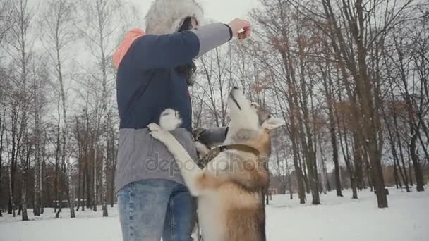 겨울 눈 덮인 공원에서 강아지와 함께 재생 하는 아름 다운 젊은 여자 — 비디오