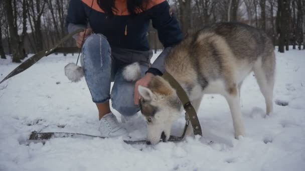 Bela jovem mulher brincando com um cão em um inverno nevado parque — Vídeo de Stock
