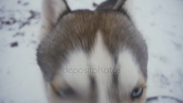 Close-up of a funny Husky dog sniffed the camera. Winter, snow, frost — Stock Video