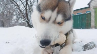 Güzel köpek husky kemiren kemiği kışın karda açık kapatın.