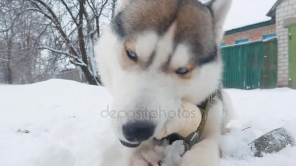 Gros plan beau chien husky rongeant os en hiver sur la neige en plein air — Video
