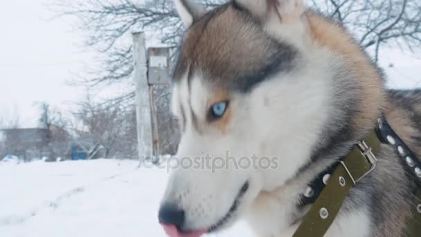 Piękny pies husky gryząc kości z bliska w zimie na zewnątrz śnieg — Wideo stockowe
