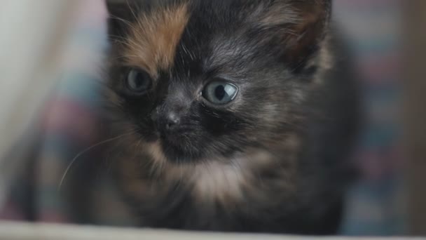 Gros plan de mignon petit chaton nouveau-né à la maison au ralenti 