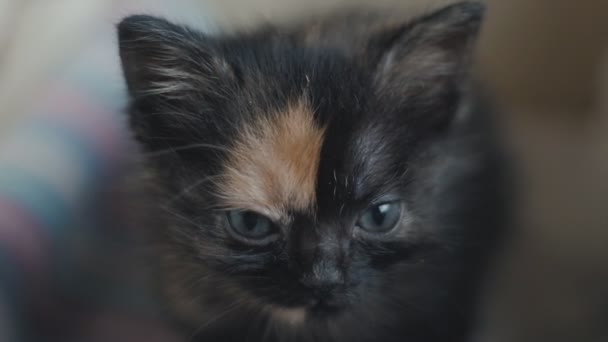 Close up van leuk weinig pasgeboren katje thuis in slow motion — Stockvideo