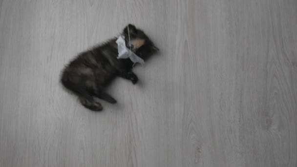 Μικρό γατάκι παίζεται στο πάτωμα — Αρχείο Βίντεο