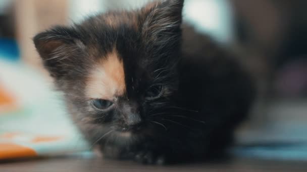 Gros plan de mignon petit chaton nouveau-né à la maison au ralenti 