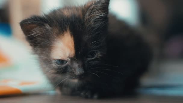 Närbild av söt liten nyfödd kattunge hemma i slow motion — Stockvideo