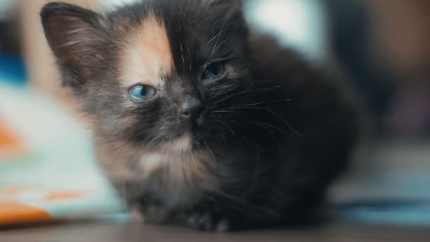 Primer plano de lindo gatito joven en casa en cámara lenta — Vídeo de stock