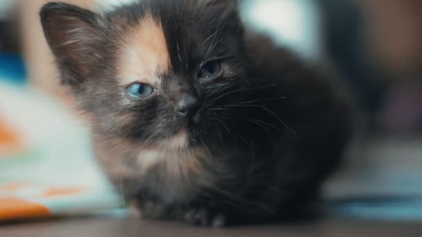 Gros plan de mignon jeune chaton à la maison au ralenti 