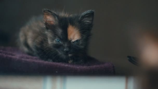 Portra της χαριτωμένο μικρό νεογέννητο γατάκι στο σπίτι σε αργή κίνηση — Αρχείο Βίντεο