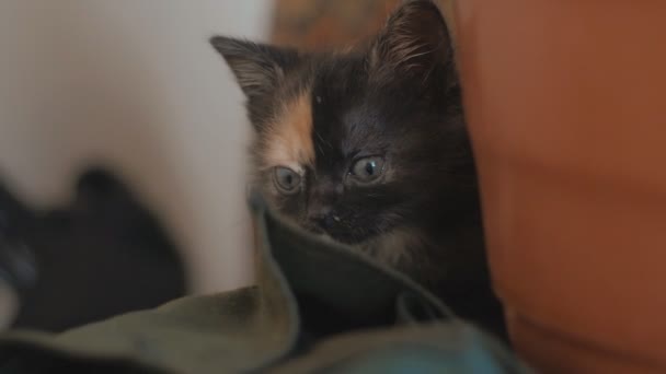Porträtt av söt liten nyfödd kattunge hemma i slow motion — Stockvideo