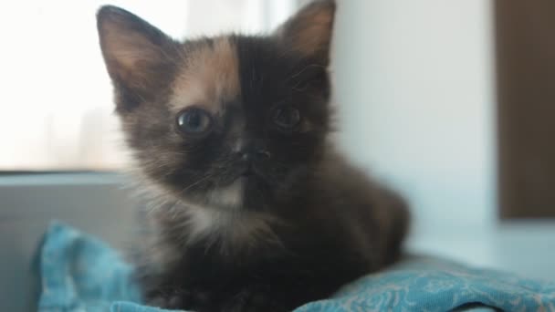 Portrett av søt, liten nyfødt kattunge hjemme i sakte film – stockvideo