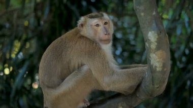 Maymun bir ağaçta oturuyor. Rhesus Makakka portresi tropikal ormanda