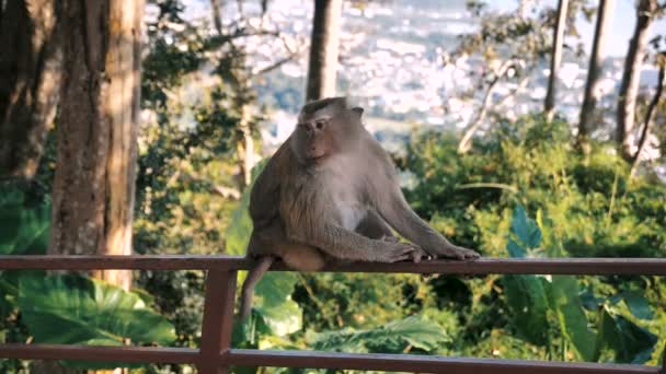 Monkey is sitting on the fence. Rhesus macaque portrait in tropical jungle — Stock Video