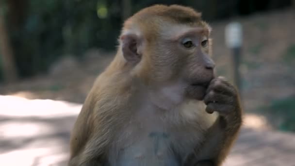 Funny monkey portrait. Rhesus macaque in tropical jungle — Stock Video