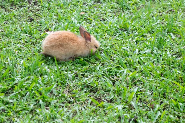 Rabbits are running around in the grass